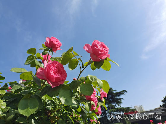 炸花花了🌹💐🌸_花