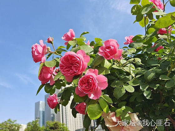 炸花花了🌹💐🌸_花