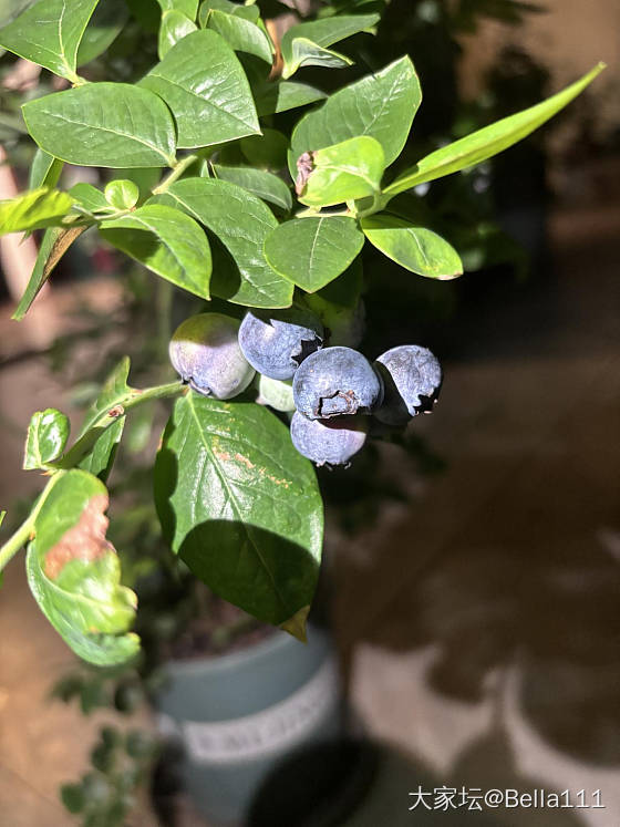 在露台种的蓝莓熟了（二）_植物水果