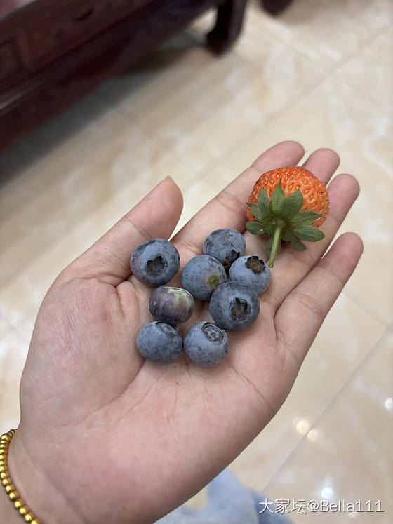 在露台种的蓝莓熟了（二）_植物水果