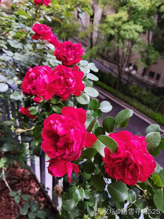 跟风秀个月季，弗洛伦蒂娜，一年开三季_花