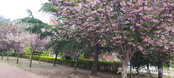 家门口的樱花