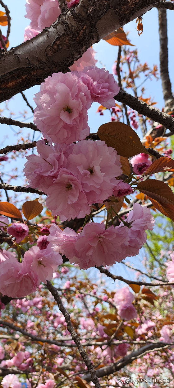 家门口的樱花