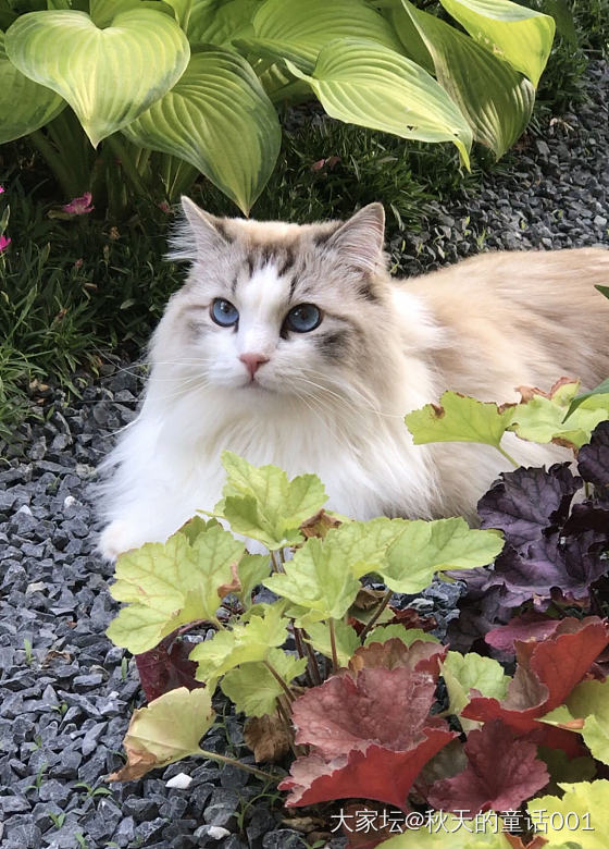 猫咪与花花_花猫