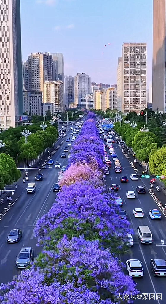 满城春色半城紫。_花景色