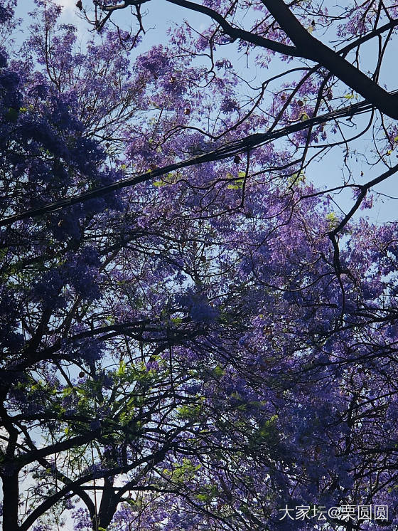 满城春色半城紫。_花景色