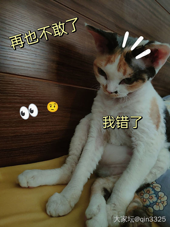 大家帮我讨伐它_猫