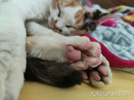 大家帮我讨伐它_猫