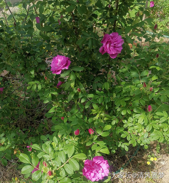 种第五年了，今年开花最多。这几天每天早上都摘一小篮子玫瑰花，太有成就感了_花