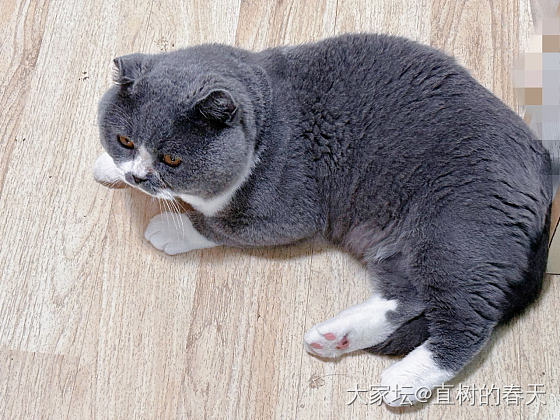 肥滋滋的伟岸男子😁_闲聊宠物猫