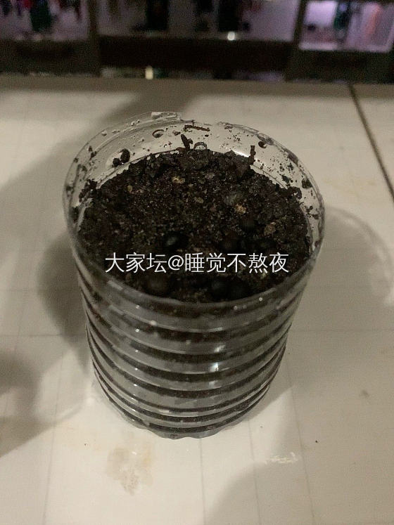 记录一下在大学种了一个月的番茄，期待结果。
昨天有二十只左右的瓢虫在番茄上，查了..._植物