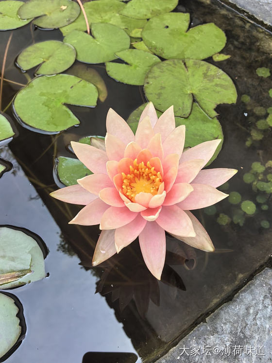 散步随拍_摄影
