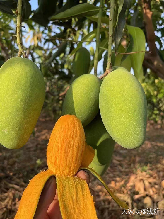 一级椰香芒果 纯甜 纯甜 纯甜_品味