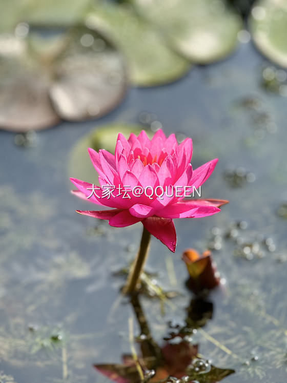 今日🌞🌿右手。。。。
🪷莲者说

几年前疯狗期入坑高价收的翠翠莲花珠，冰冰爽爽，..._翡翠