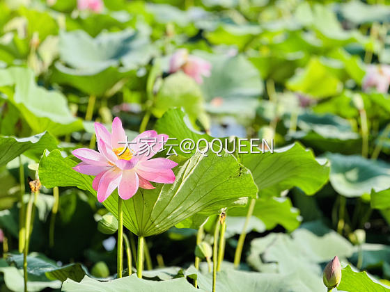 今日🌞🌿右手。。。。
🪷莲者说

几年前疯狗期入坑高价收的翠翠莲花珠，冰冰爽爽，..._翡翠