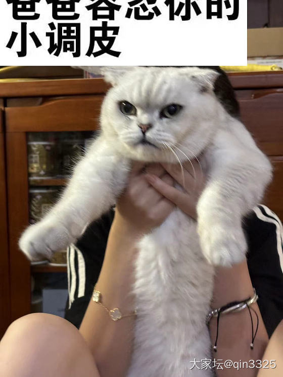 这个镯子跟我家猫一模一样_手镯银
