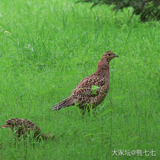 拍到了几只野鸡_摄影