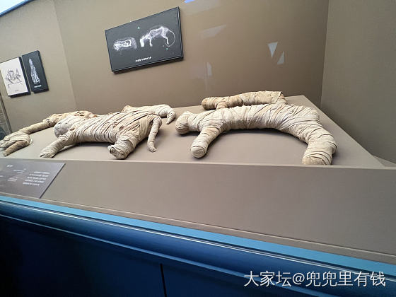 参观古埃及大展_博物馆