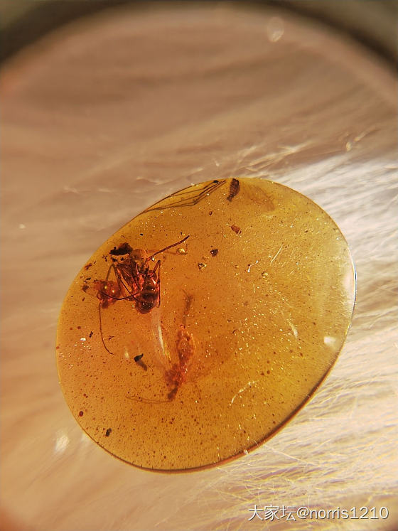 为什么大家都不喜欢虫珀哪？_虫珀琥珀蜜蜡