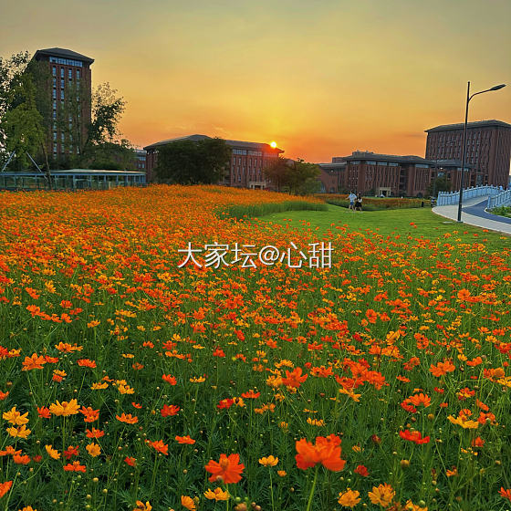 夏日晚霞，花海之中_戒指翡翠