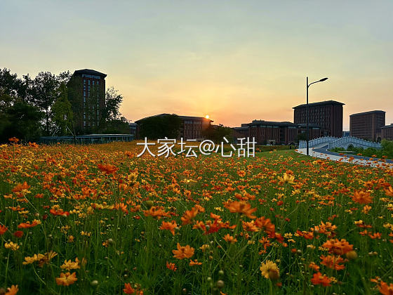 夏日晚霞，花海之中_戒指翡翠