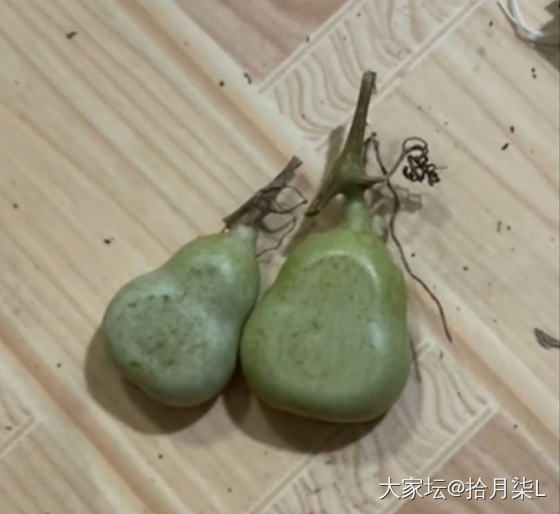 好喜欢葫芦啊_葫芦