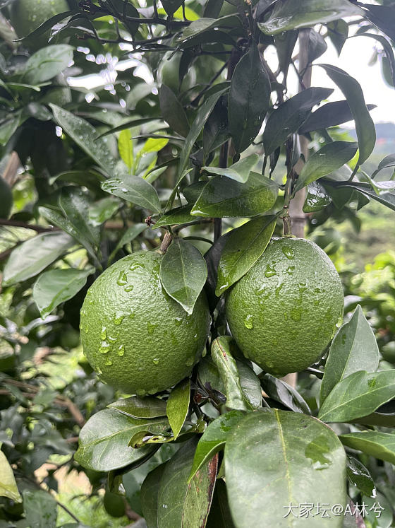 再过俩个月又要走街串巷的卖脐橙🍊了_微商