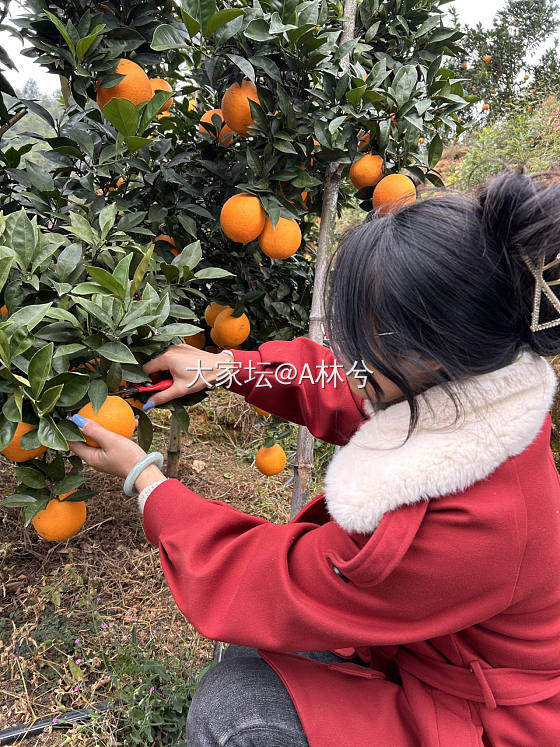 再过俩个月又要走街串巷的卖脐橙🍊了_微商