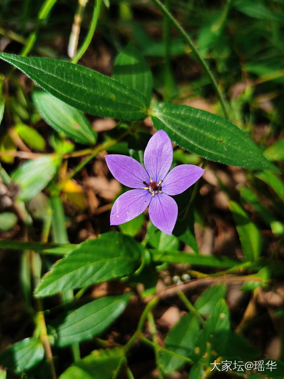 风景，小花，