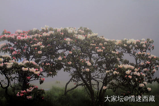 峨眉山金顶杜鹃花_摄影