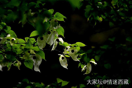 鸽子花开_摄影