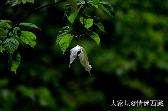 鸽子花开_摄影