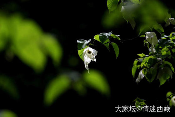 鸽子花开_摄影