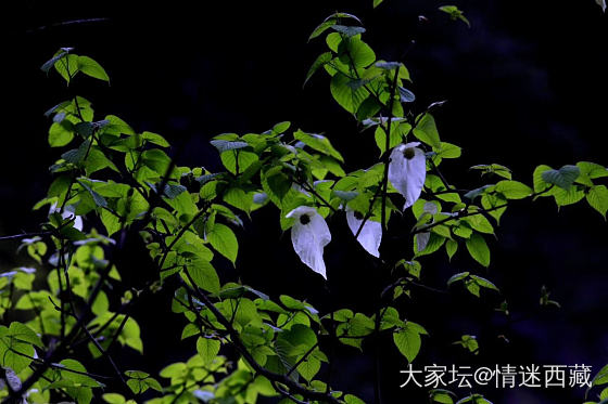 鸽子花开_摄影