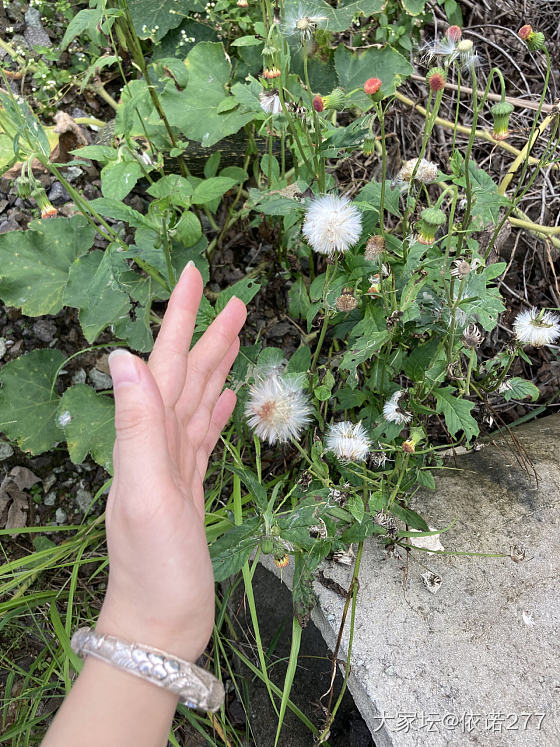 山间野趣～～_银