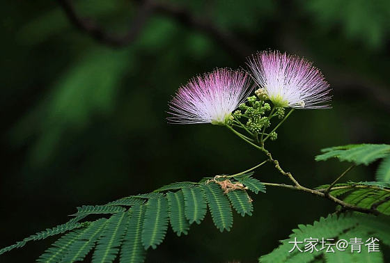 又收了一个花草_银