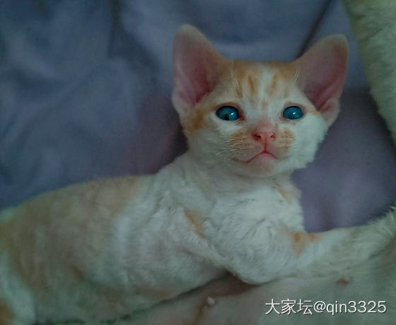 记录~德文猫猫头_金