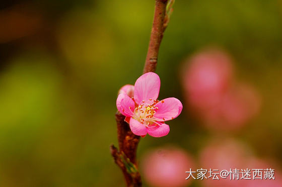 带着浪漫气息而来的桃花_摄影