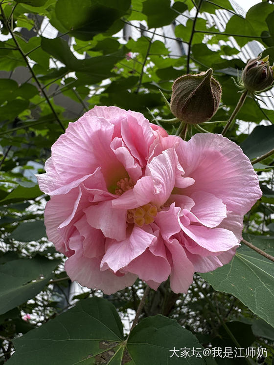 木芙蓉_手饰银