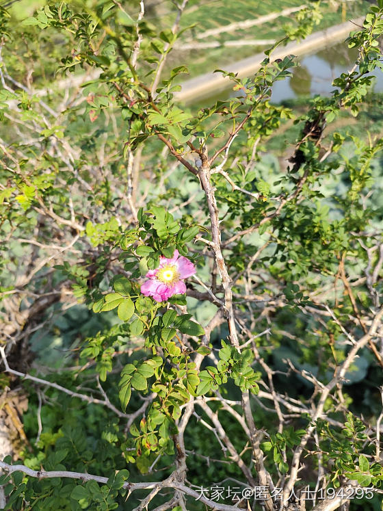 重庆难得的阳光，晒晒奶豆_珠串蜜蜡