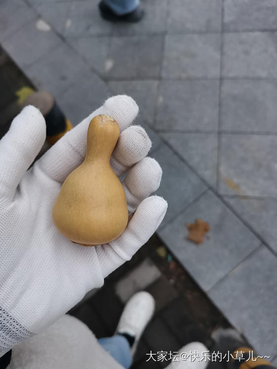 盘葫芦_葫芦