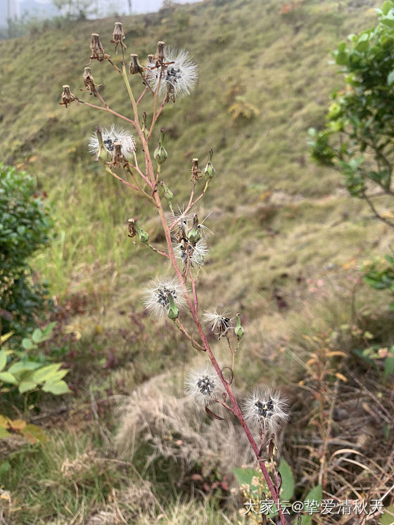 面条一样的素泥，又细又软