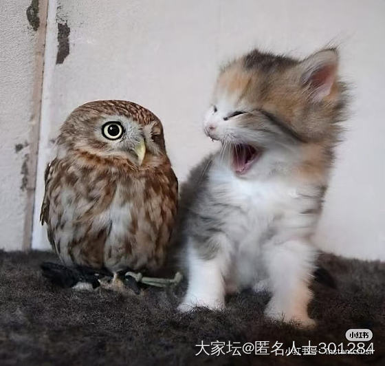 猫头鹰和猫头猫_鸟猫
