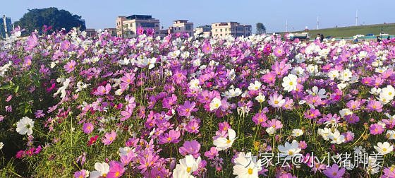 冬日的花开得很灿烂_花