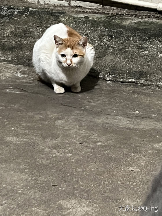 又遇小猫🐱_猫