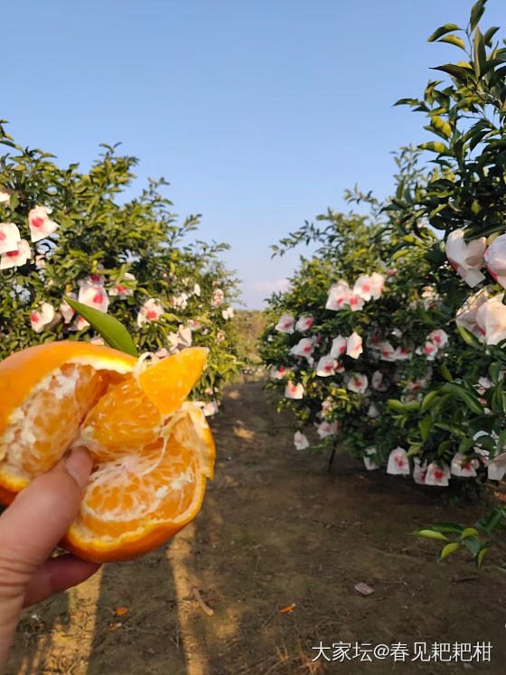 四川特产 过年必备品_美食