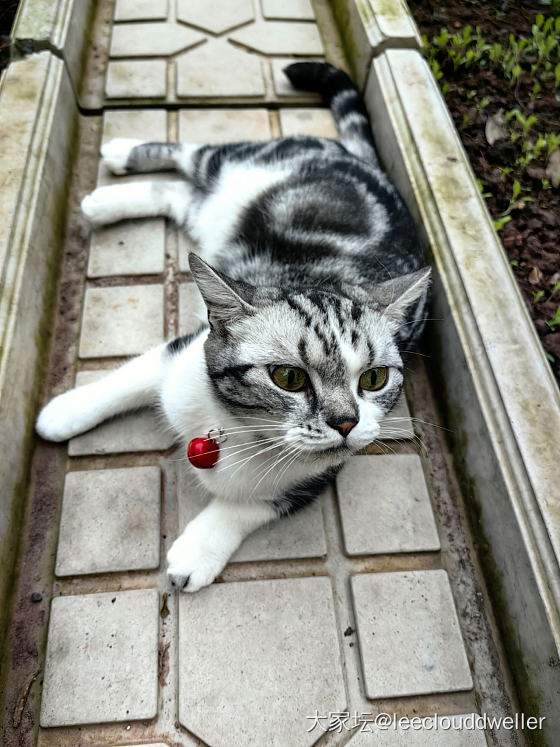 万能的坛，拜托推荐好用的猫猫定位器_数码