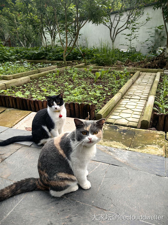 万能的坛，拜托推荐好用的猫猫定位器_数码