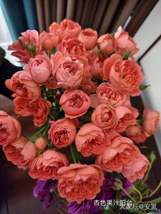 虽然，她们都是月季_花