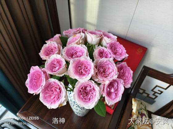 虽然，她们都是月季_花